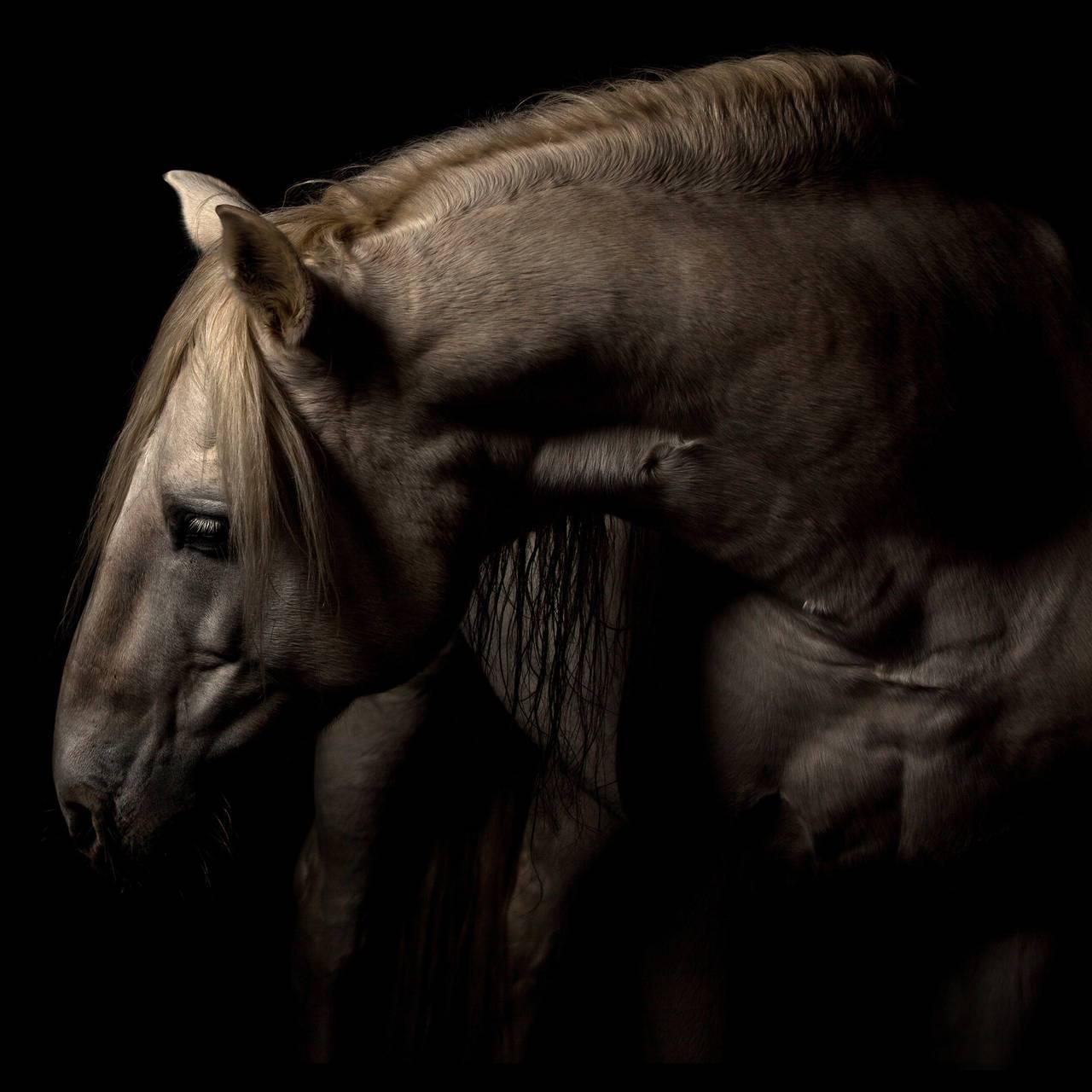 „Virtue“, Plexiglasmontiertes Farbpferd, Foto von Lisa Houlgrave im Zustand „Hervorragend“ im Angebot in New York, NY