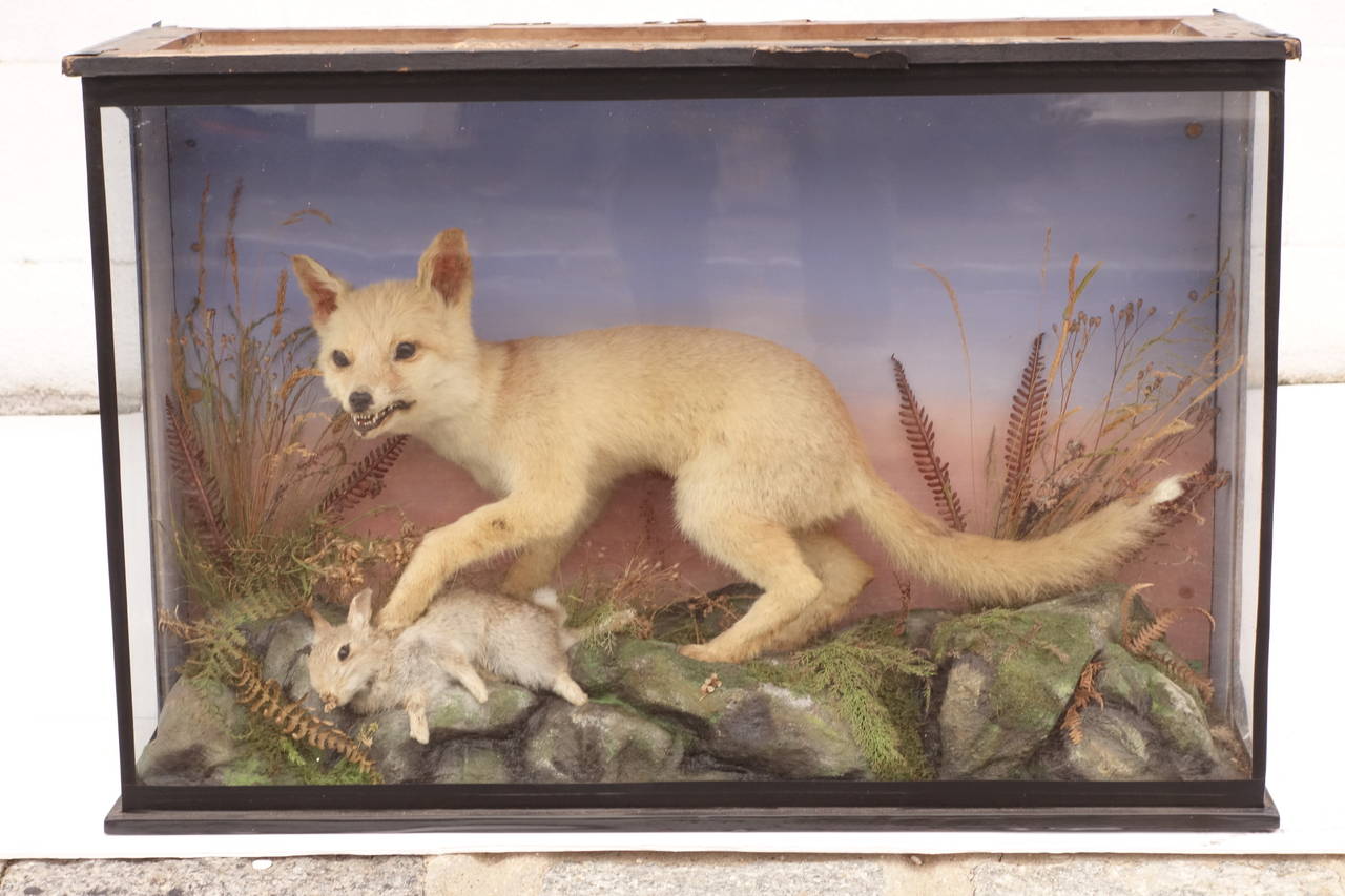Victorian shadow box taxidermy small fox with its prey. Unusual piece, very rare.