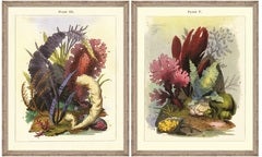 Large Botanical Prints