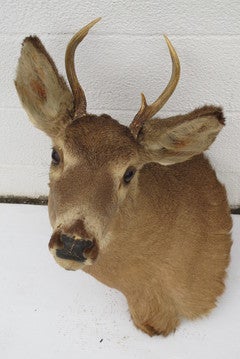 Taxidermist Deer Head