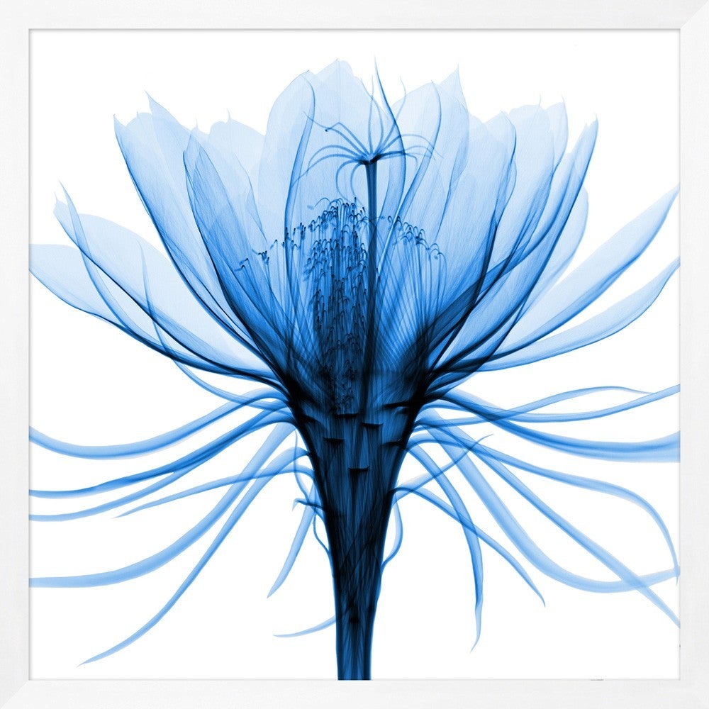 Blue X-Ray Flower Prints In Good Condition For Sale In Bridgehampton, NY
