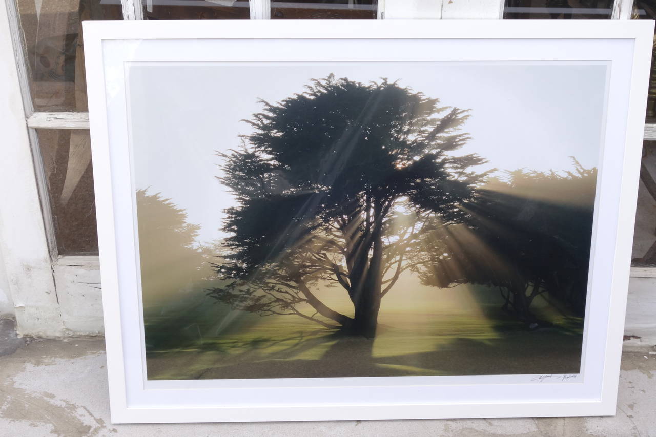 Limited Edition Print