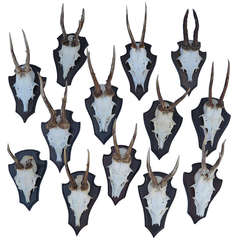 Antelope Skulls