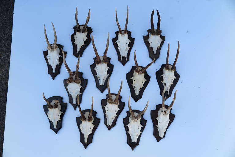 Collection of these Antelope skulls with horns intact on mounting trophies. Sizes vary slightly. Germany c 1950's. Sold seperately