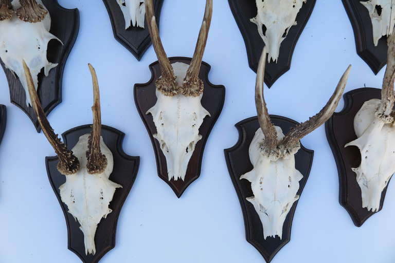 German Antelope Skulls For Sale