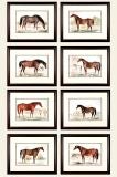 Horse Prints