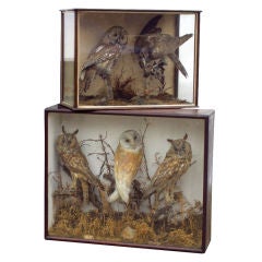 Antique Taxidermy Owls