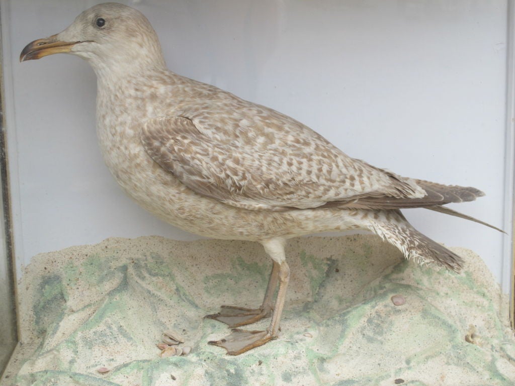 20th Century Taxidermy Birds