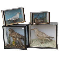 Taxidermy Birds