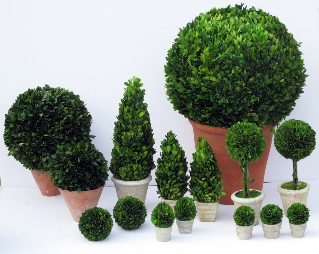 preserved boxwood topiary for sale at 1stdibs preserved boxwood topiary for sale at 1stdibs