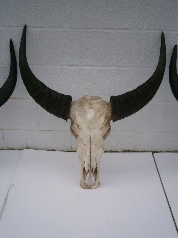 Water Buffalo Skulls