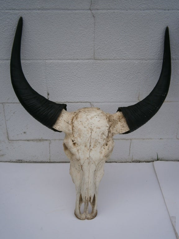 Water Buffalo Skulls For Sale at 1stDibs