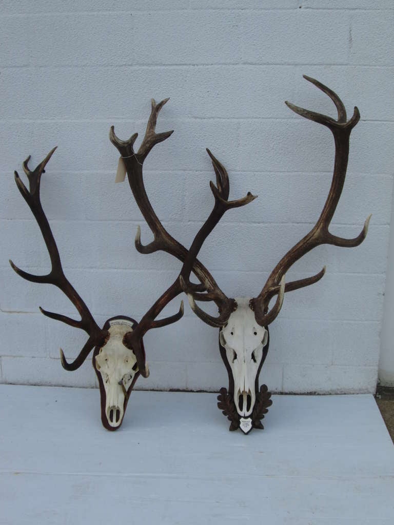 Mounted Deer Horns, from Northern Europe circa 1970
Large $1650.00, small $1250