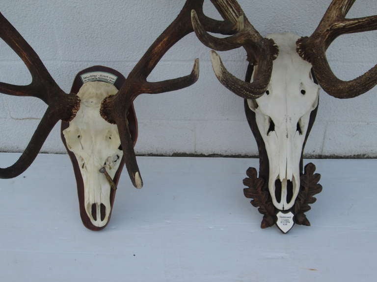 Hungarian Deer Horn Trophies For Sale