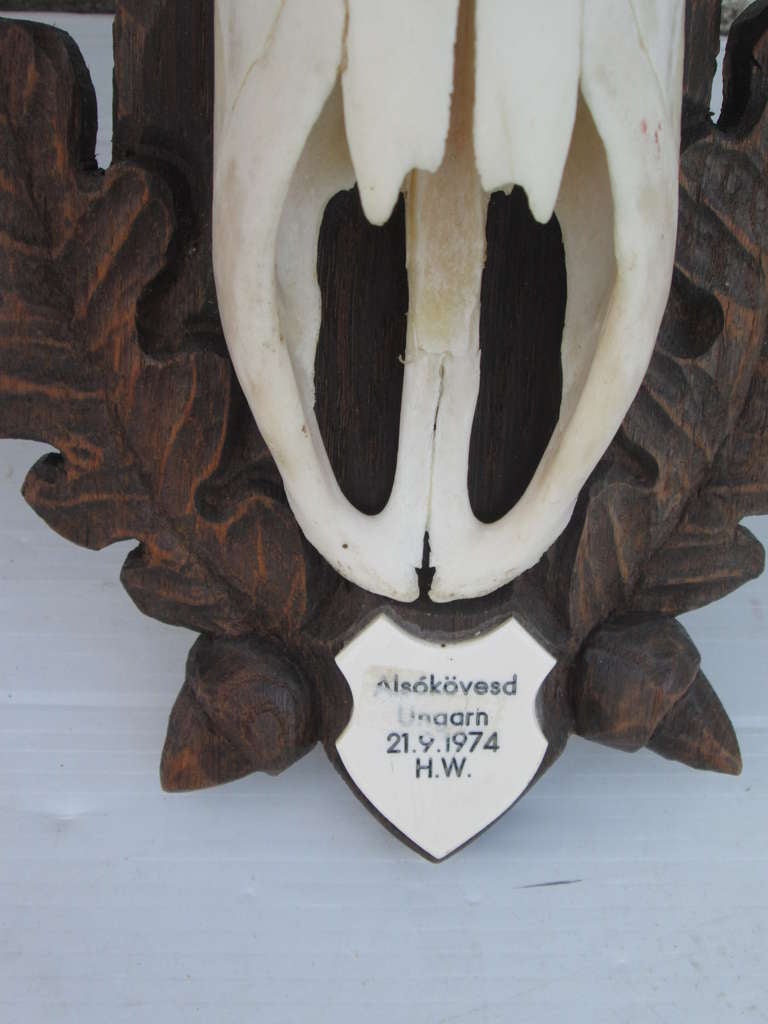 Deer Horn Trophies In Good Condition For Sale In Bridgehampton, NY