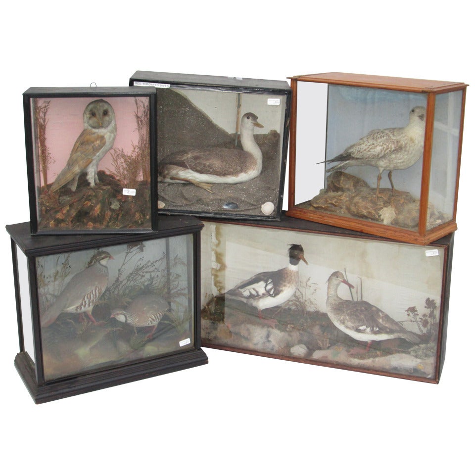 Taxidermy of Birds For Sale