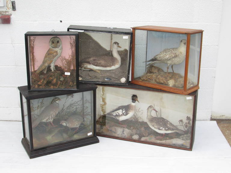 We have a selection of 19th century taxidermy birds and fish. Contact us for individual pricing and sizing. Sold separately, from $1250.