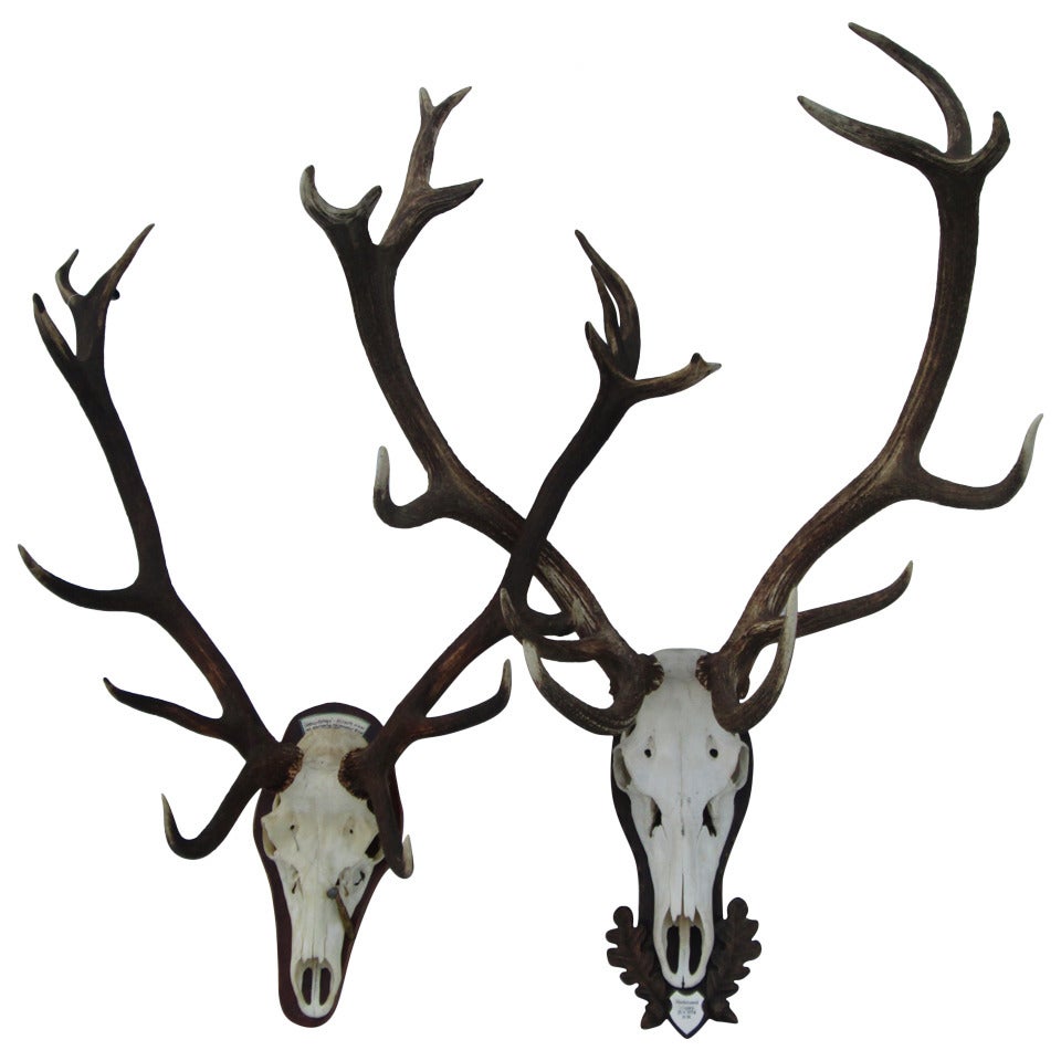 Deer Horn Trophies For Sale