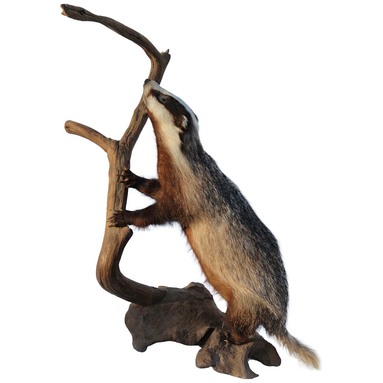 Taxidermied Badger For Sale