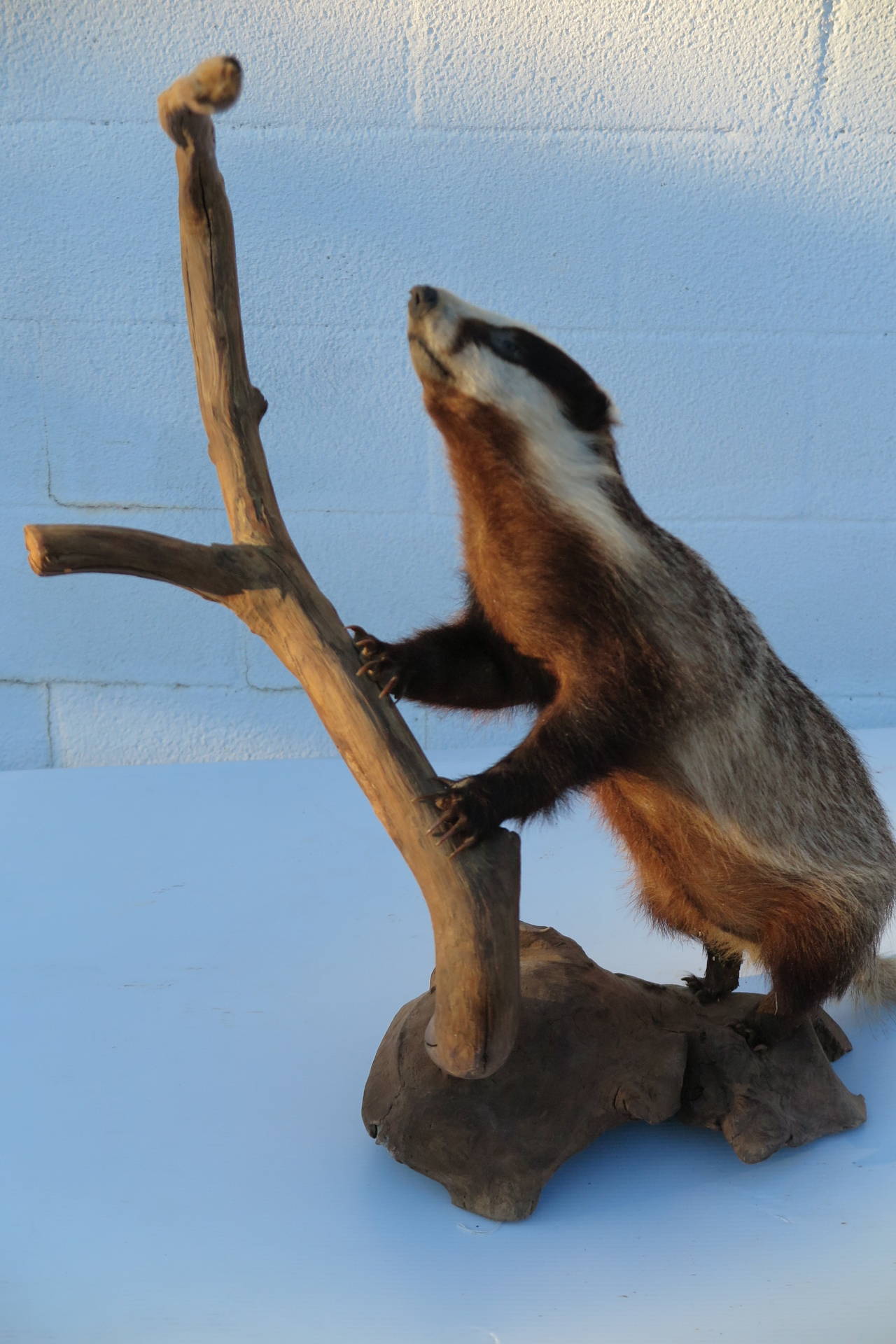 Taxidermied Badger In Good Condition For Sale In Bridgehampton, NY