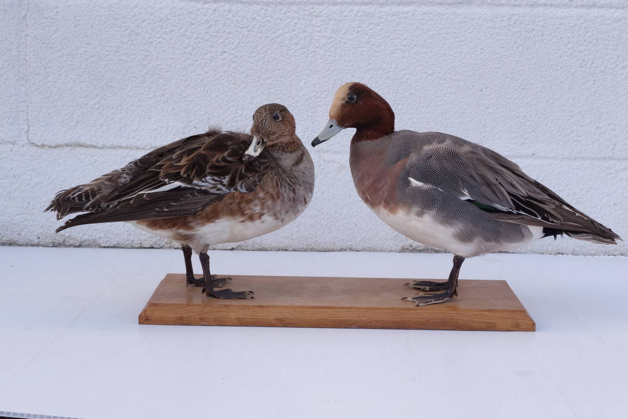 Male-female pair of taxidermy ducks mounted on a plank. Please contact for current availability.
Measures:
Base is 16 3/4