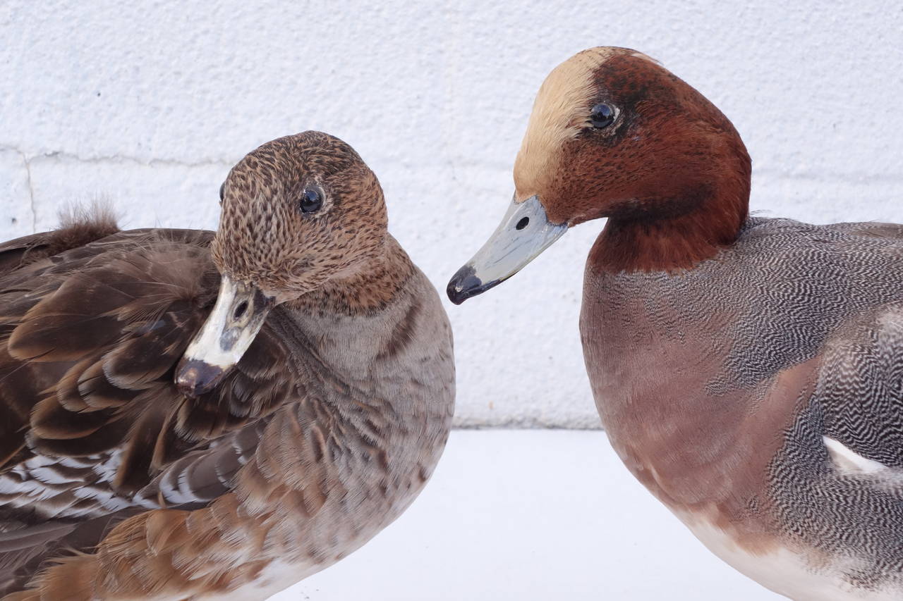 Other Pair of Taxidermy Ducks