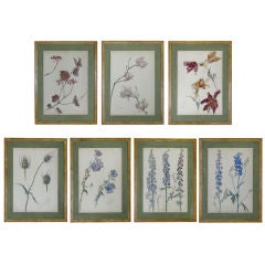 Rare Set of Floral Watercolors by Accard