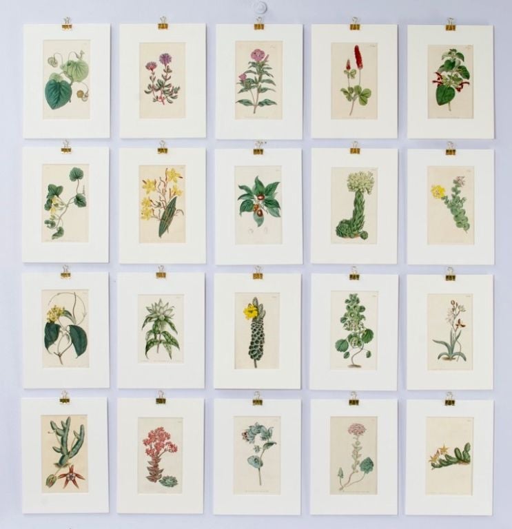 Set of 20 Curtis Botanical Prints