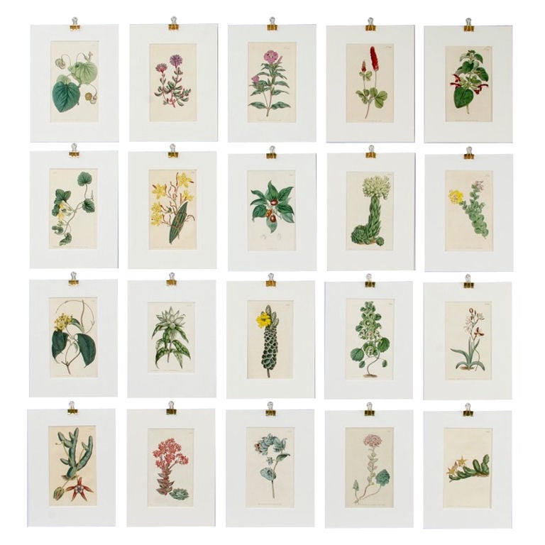 Set of 20 Curtis Botanical Prints