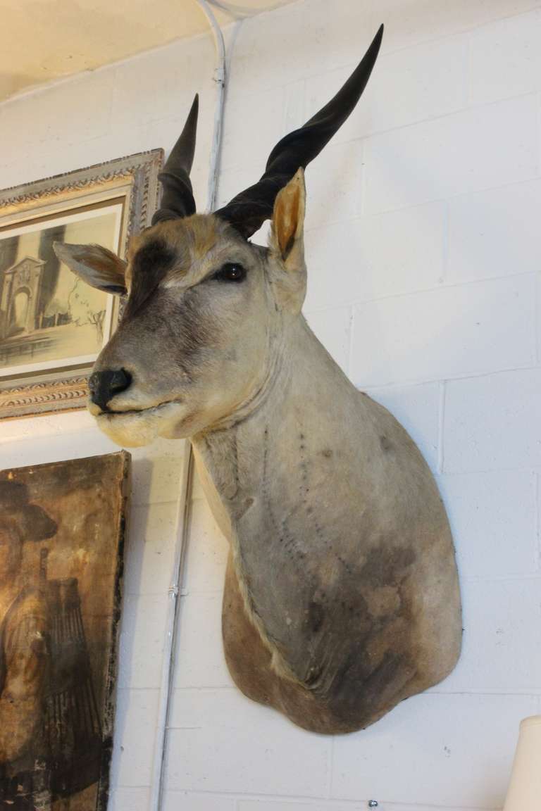 Umhängetasche aus Taxidermie eines riesigen afrikanischen Eland (Afrikanisch) im Angebot