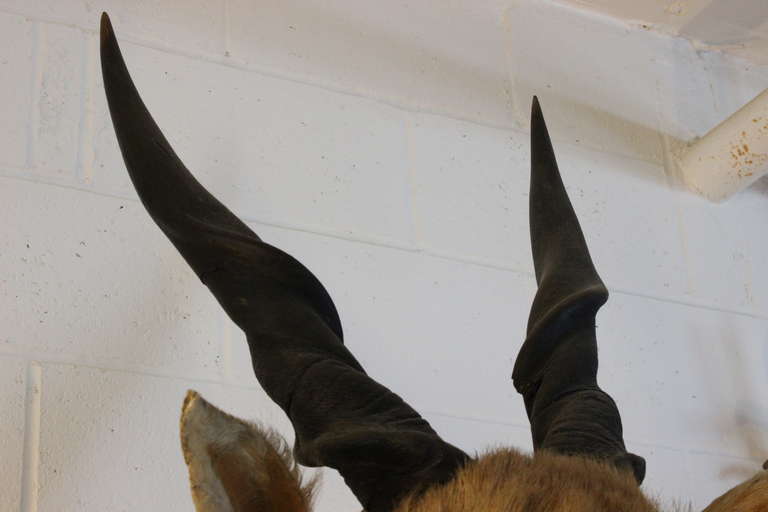 Umhängetasche aus Taxidermie eines riesigen afrikanischen Eland im Zustand „Gut“ im Angebot in Buchanan, NY