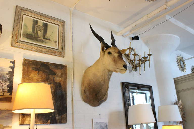 Shoulder Mounted Taxidermy of a Giant African Eland In Good Condition For Sale In Buchanan, NY