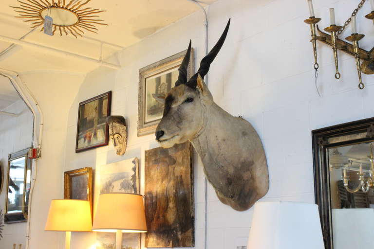 Early 20th Century Shoulder Mounted Taxidermy of a Giant African Eland For Sale