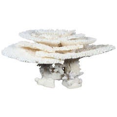 Magnificent Large Table and Staghorn Coral Centerpiece