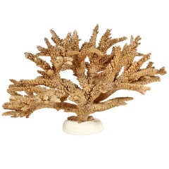 Mounted Natural Dark Branch Coral