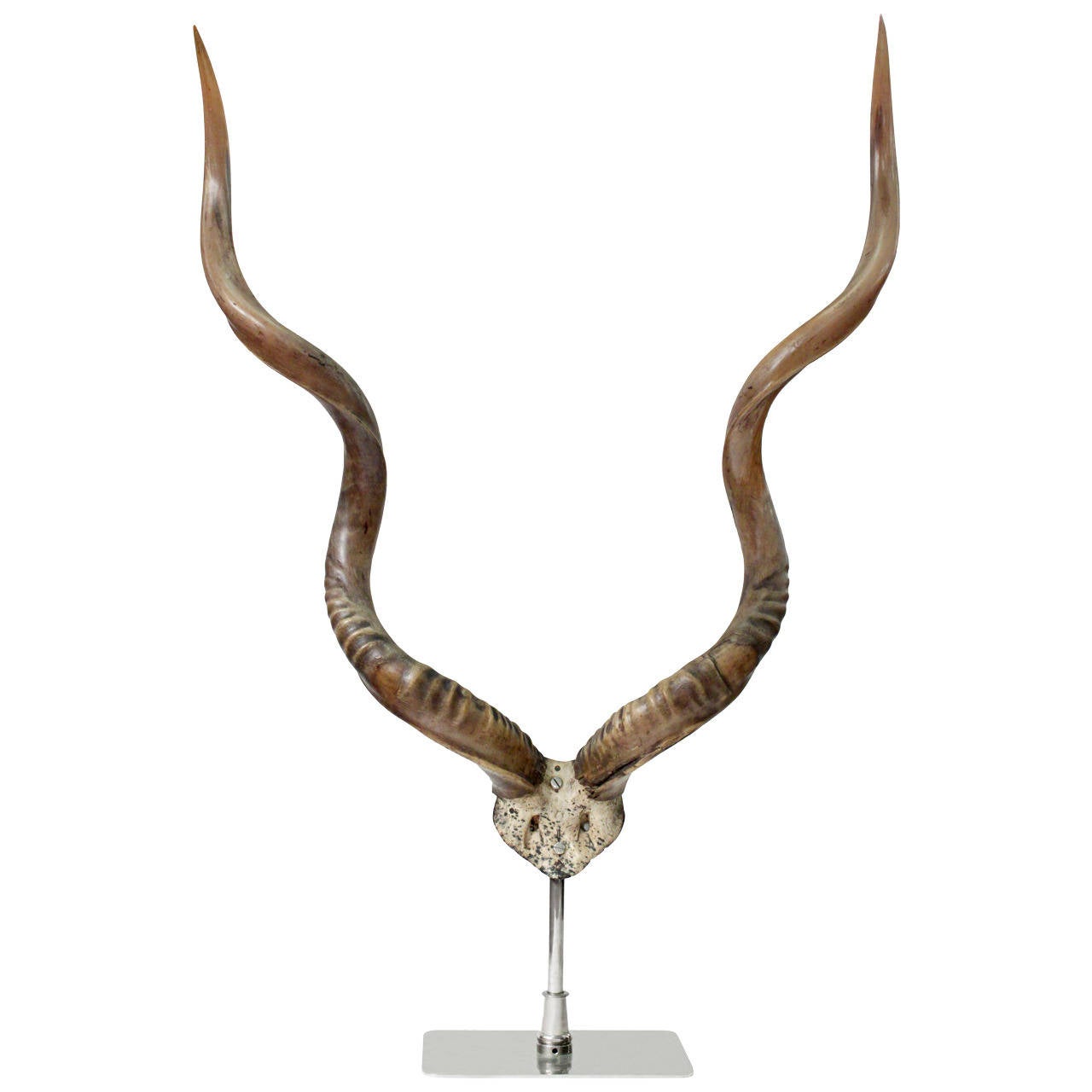 Large Mounted African Antelope Horns on Custom Base at 1stDibs large african antelope, long