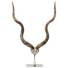 Large Mounted African Antelope Horns on Custom Base