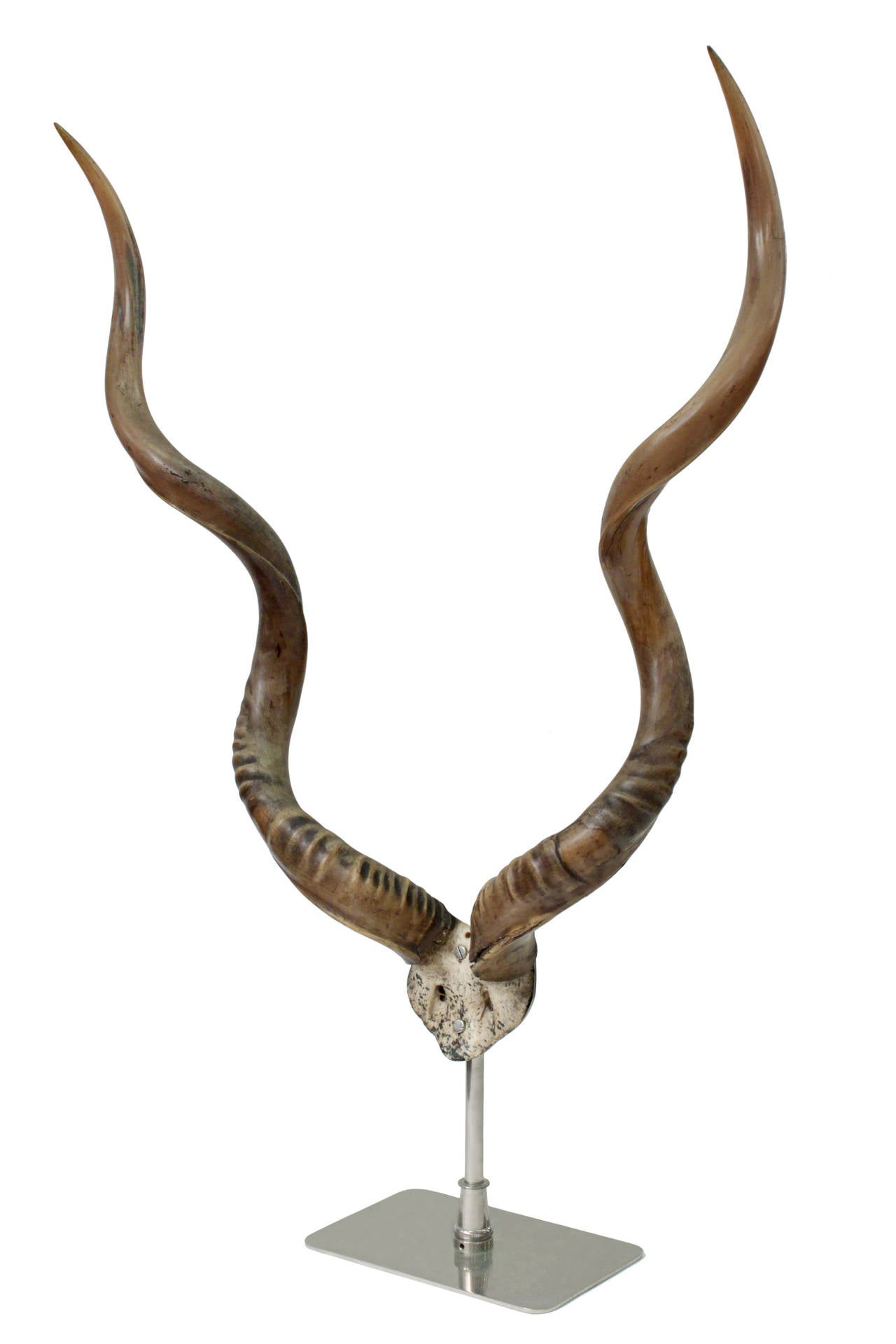 Mounted large African antelope horns on a custom-made nickel base,
American, 1990s.
