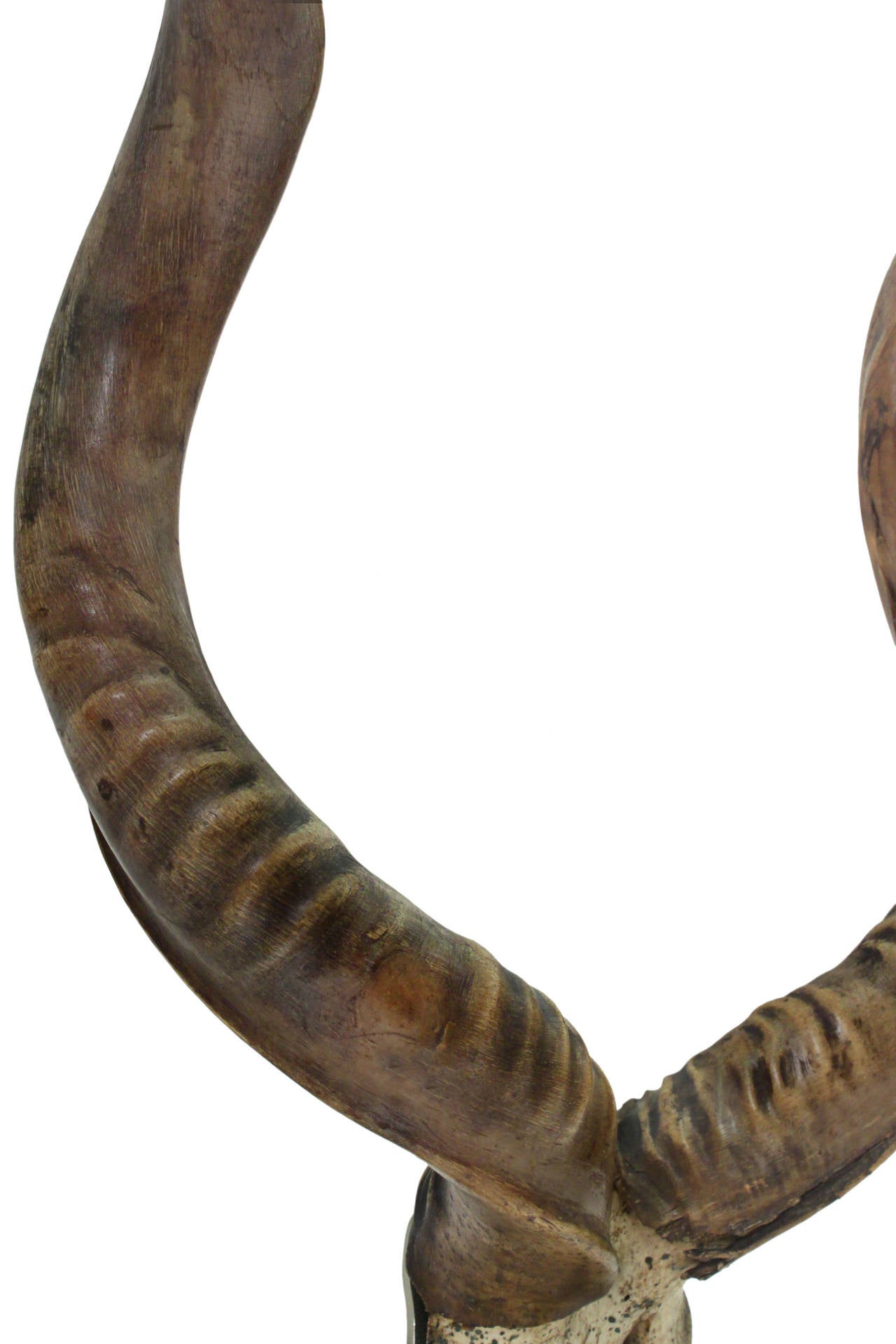 Large Mounted African Antelope Horns on Custom Base In Excellent Condition In New York, NY