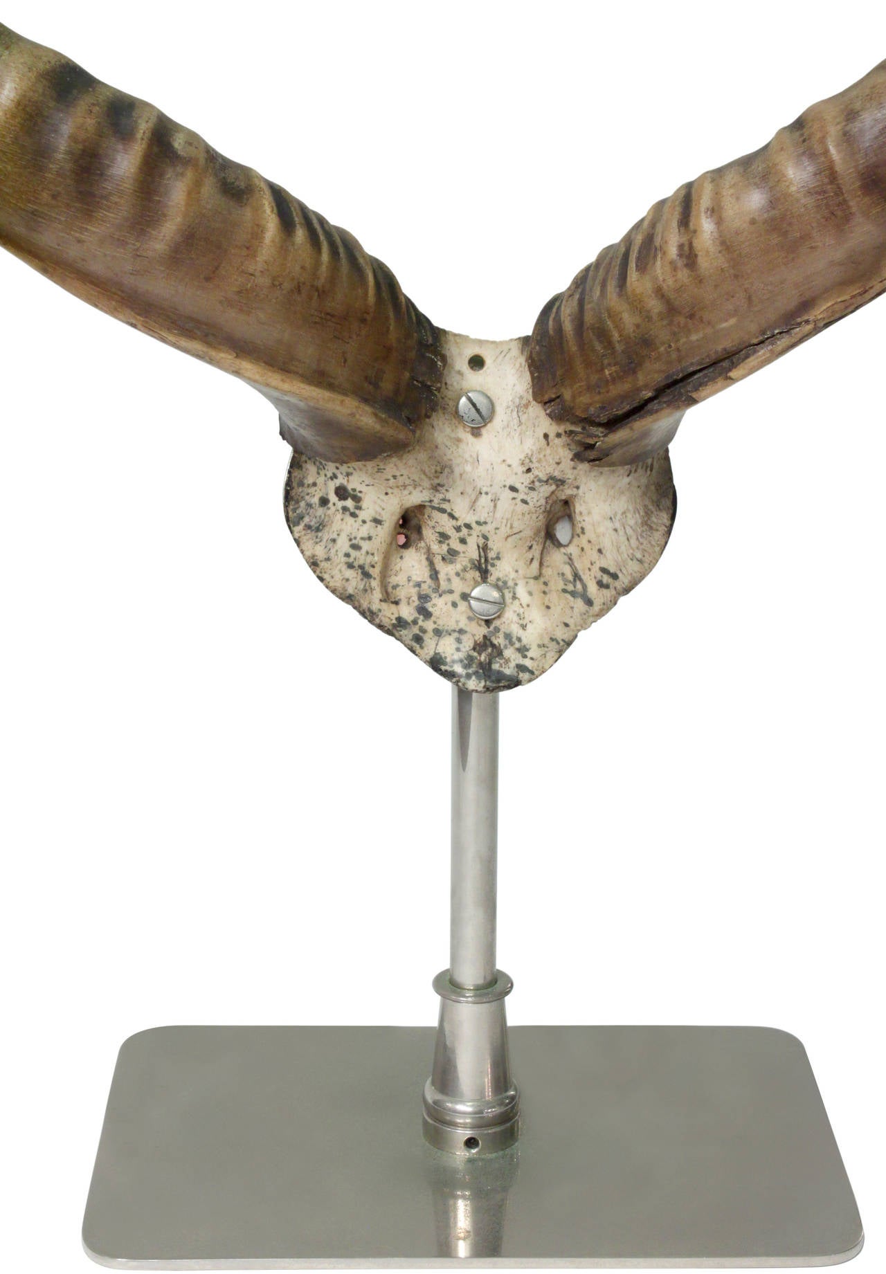American Large Mounted African Antelope Horns on Custom Base
