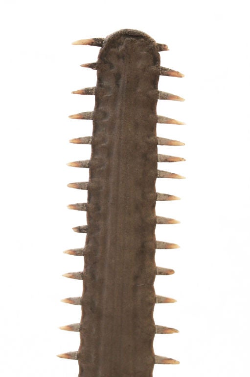 Large mounted sawfish bill on museum mount, American 19th Century.  From the Estate of Amy Perlin