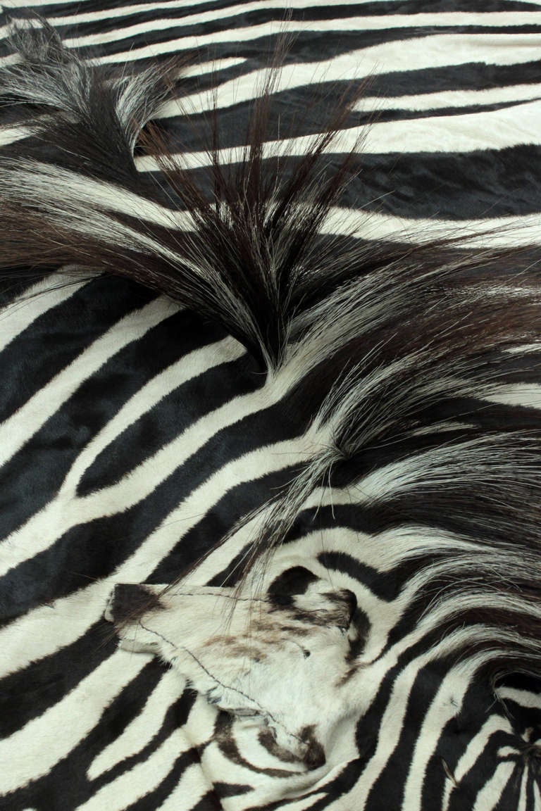 zebra rug real zebra rug real