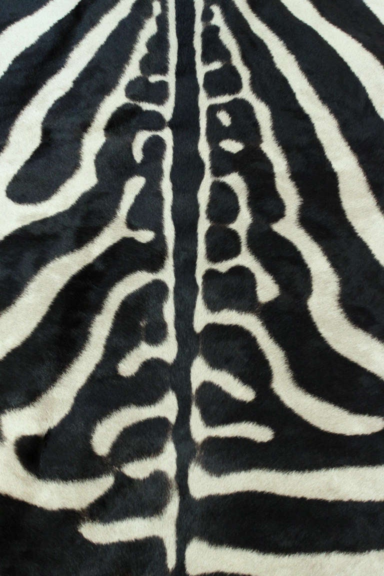 Large and Exceptional Zebra Hide Rug at 1stdibs