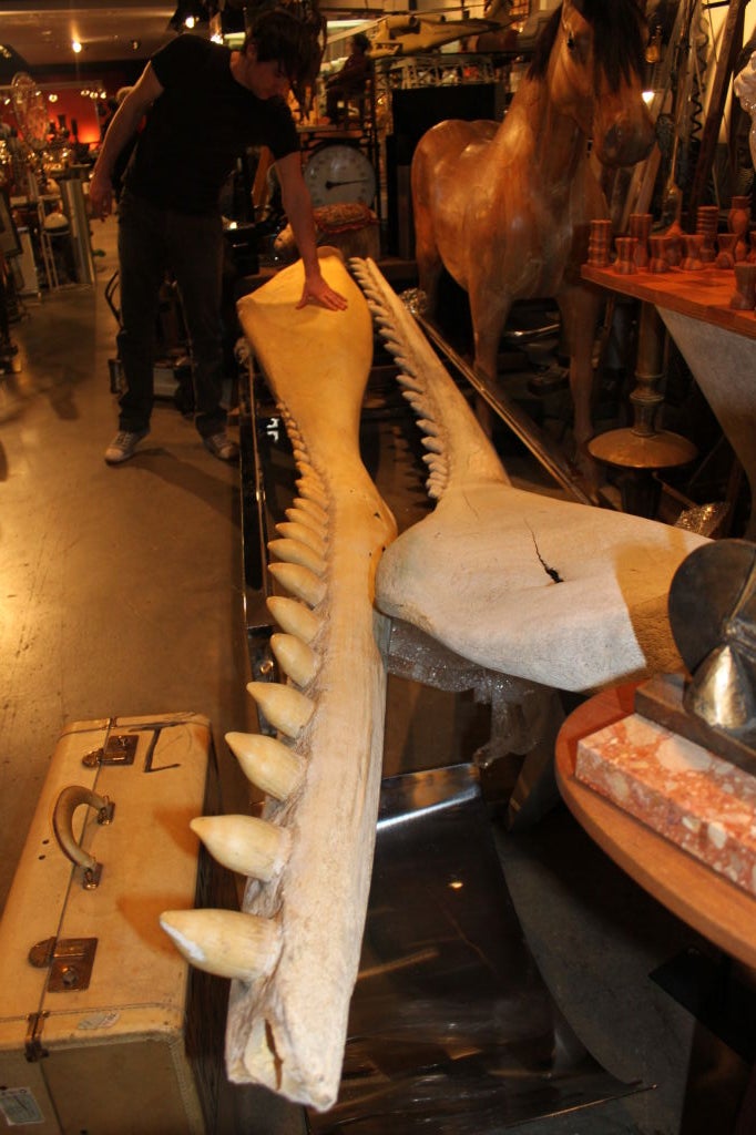 Gigantic, Monumental Whale Jaw Bones 1