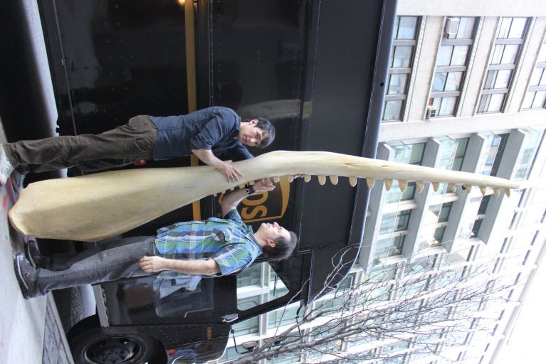 Gigantic, Monumental Whale Jaw Bones 2