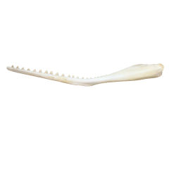 Gigantic, Monumental Whale Jaw Bones
