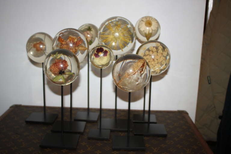 Collection of Flower Specimens Set in Resin - French ca. 1960