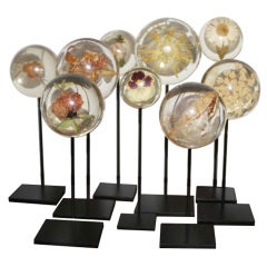 Collection of Flower Specimens Set in Resin - French ca. 1960