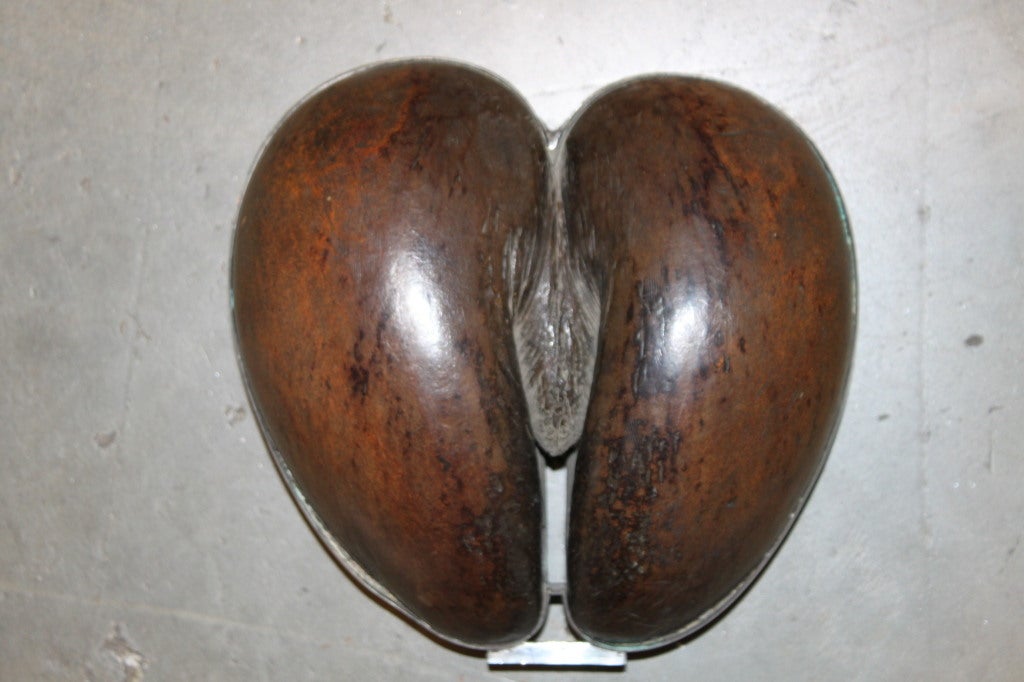 The Coco de Mer is a complete anomaly. It only grows in one place in the world, the archipelago of the Seychelles, and is famous for mimicking the shape of a woman's pelvis. The male of the species is a long black rod with yellow flowers. Because of
