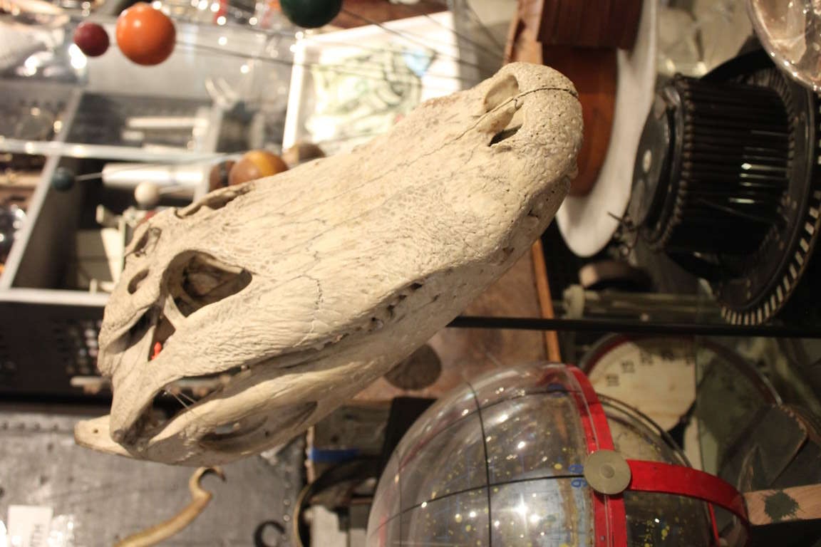 A Cool Crocodile or Alligator Skull on Custom Stand with inscription In Good Condition For Sale In New York, NY